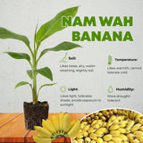 NAM Wah Banana Plant Live, Live Starter Plant, 4-6 Inch Tall
