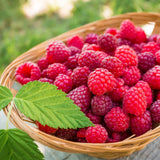 3 Red Caroline Raspberry Plants Live, Ready to Grow Plant, 4-6 Inch Tall