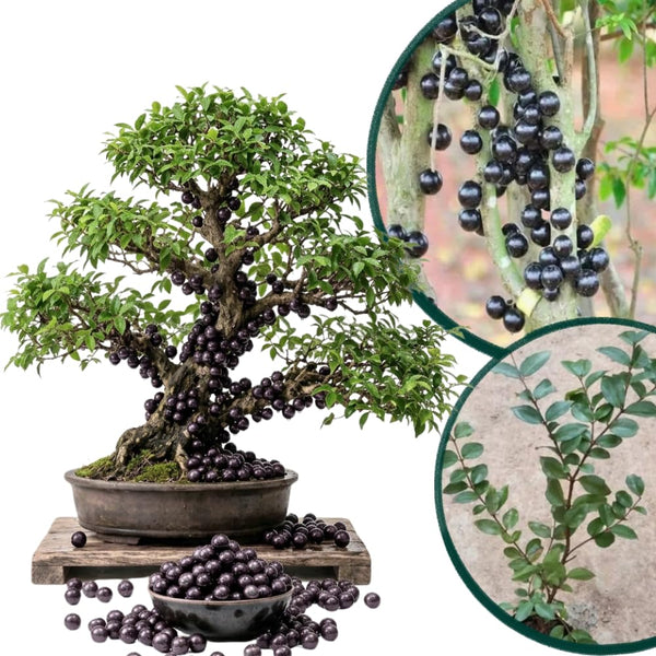 Jaboticaba Live Plant, Outdoor Garden Fruit Tree, 1 Ft Tall