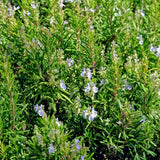 Live Rosemary Plant, Kitchen Herb Garden Plant, 4 Inch Pot