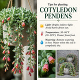 Cotyledon Pendens Succulent Plant Live, Cliff Cotyledon Plant, 2 Inch Pot