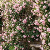 Light Pink Live Rose Plant, Fragrant Garden Rose, 2-3 Inch Tall