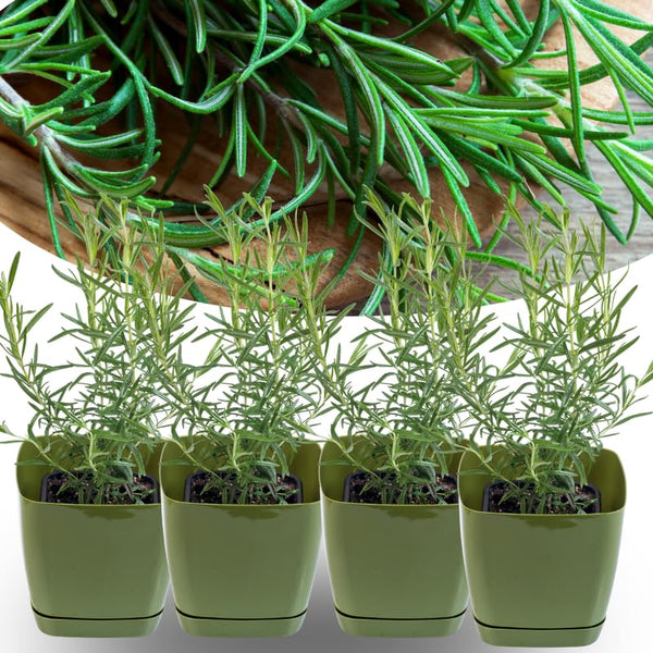 Sets 4 Rosemary Plants Live 4-7 Inches in Tall, No Pot, Fast-Growing, Fragrant Fresh Herb Plants for Outdoor Garden, Patio, or Container Planting (Barbeque)