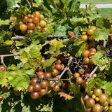 3 Muscadine Grape Plants Live for Planting, Starter Plants, 3-5" Tall, No Pot, Cold Hardy, Tree Grape Vines Fruit for Spring Growing (Southern)