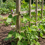 Green Bean Live Plant, Bean Bush Starter Plants, 4-6 Inch Tall, 4 Inch Pot