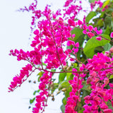 4 Pink Mexican Creeper Live Plants, Well-Rooted Flower Vine, 4-6 Inch Tall