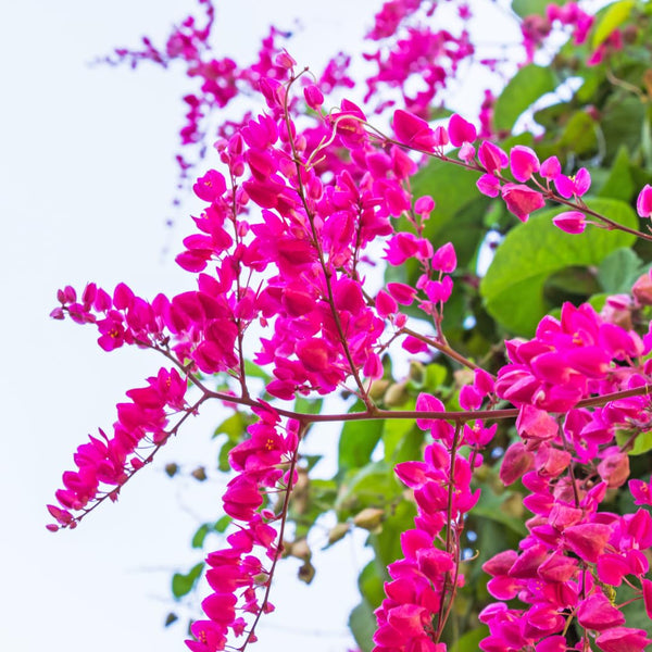 4 Pink Mexican Creeper Live Plants, Well-Rooted Flower Vine, 4-6 Inch Tall
