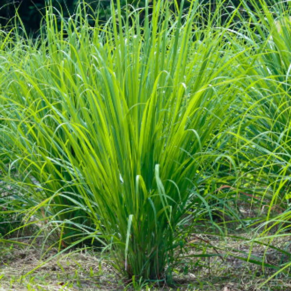 2 Lemongrass Herb Live Plants, Fragrant Herb Plant, 7-10 Inch Tall