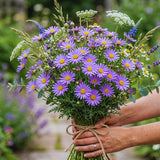 Purple Daisy Plant Live, Patio Container Flower, 3 Inch Pot