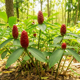 5 Ginger Roots, Culinary Herb Plant