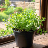 3 Live Peppermint Plants, Starter Plant, 4-7 Inch Tall