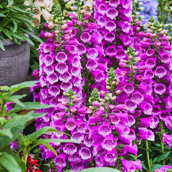 2 Purple Foxglove Live Plants, 2-6 Inch Tall, 3 Inch Pot