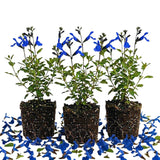 3 Blue Live Sage Plants, Garden Plant, 5 Inch Tall