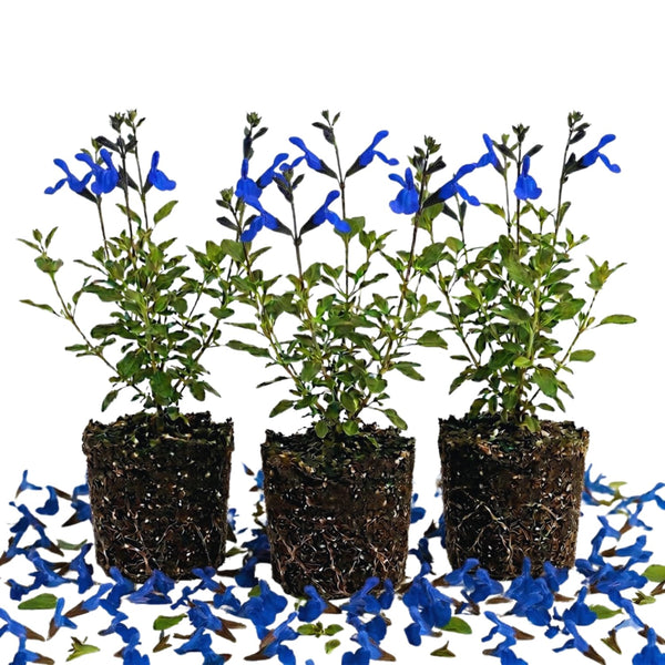 3 Blue Live Sage Plants, Garden Plant, 5 Inch Tall
