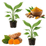 2 Turmeric Live Plant, Curcuma Turmeric Rhizomes, 4-6 Inch Tall