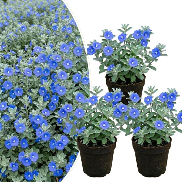3 Evolvulus Blue Daze Plants Live, Flower Plant, 4-6 Inch Tall