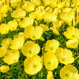 Yellow Primrose Plant Live, 2-3 Inch Tall, 3 Inch Pot