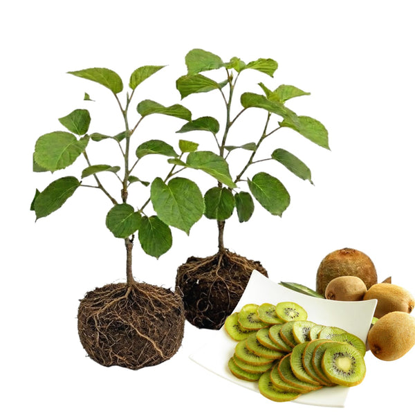 2 Kiwi Tree Live Plants, Cold Hardy Kiwi Plants Live Vine from 5 Inc Tall