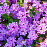 Set 2 Purple Lantana Live Plant 4-6 Inches Tall