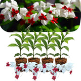 4 White Bleeding Heart Live Plants, Home Garden Plant, 4-6 Inch Tall
