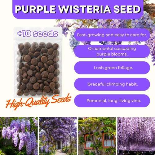 10 Purple Wisteria Seeds Climbing Flower Plant for Garden Yard and Outdoor Space