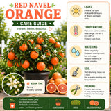 Orange Tree Live, Citrus Fruit Tree, 1 Ft Tall, 1 Gallon Pot