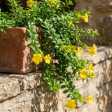 2 Yellow Live Allamanda Plants, Garden Plant