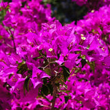Purple Bougainvillea Live Plant, Flowering Vine, 4 Inch Tall