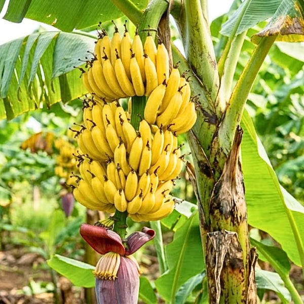 Grand Nain Banana Tree Live Plant, Home Garden Plant, 4-6 Inch Tall