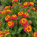 2 Rose Yellow Lantana Live Plants, Outdoor Garden Plant, 4-7 Inch Tall