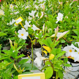 2 White Mandevilla Plants Live, Indoor Outdoor Plant, 4-6 Inch Tall