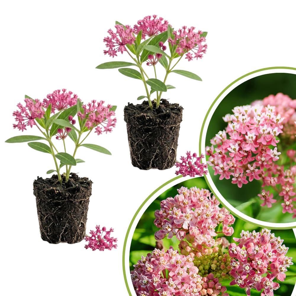 2 Pink Milkweed Live Plants, Asclepias Tuberosa, 4-6 Inch Tall