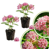 2 Pink Milkweed Live Plants, Asclepias Tuberosa, 4-6 Inch Tall