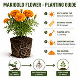 Yellow African Marigold Flower Live Plant, 5-7 Inch Tall, 4 Inch Pot