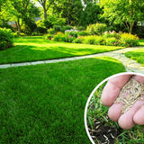 50000 Zoysia Grass Seeds for Planting, Indoor Outdoor Plant