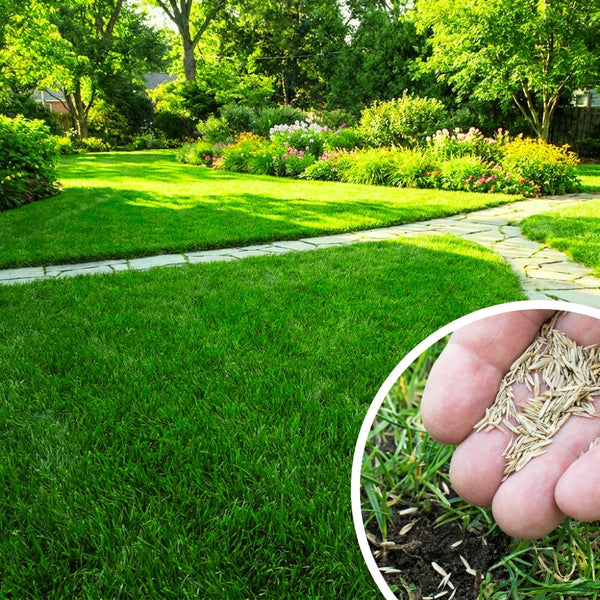 50000 Zoysia Grass Seeds for Planting, Indoor Outdoor Plant