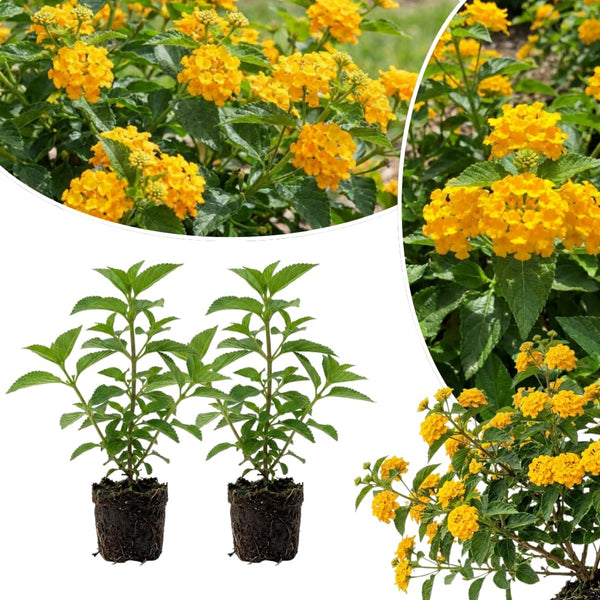 2 Gold Live Lantana Plants, Outdoor Garden Plant, 4-7 Inch Tall