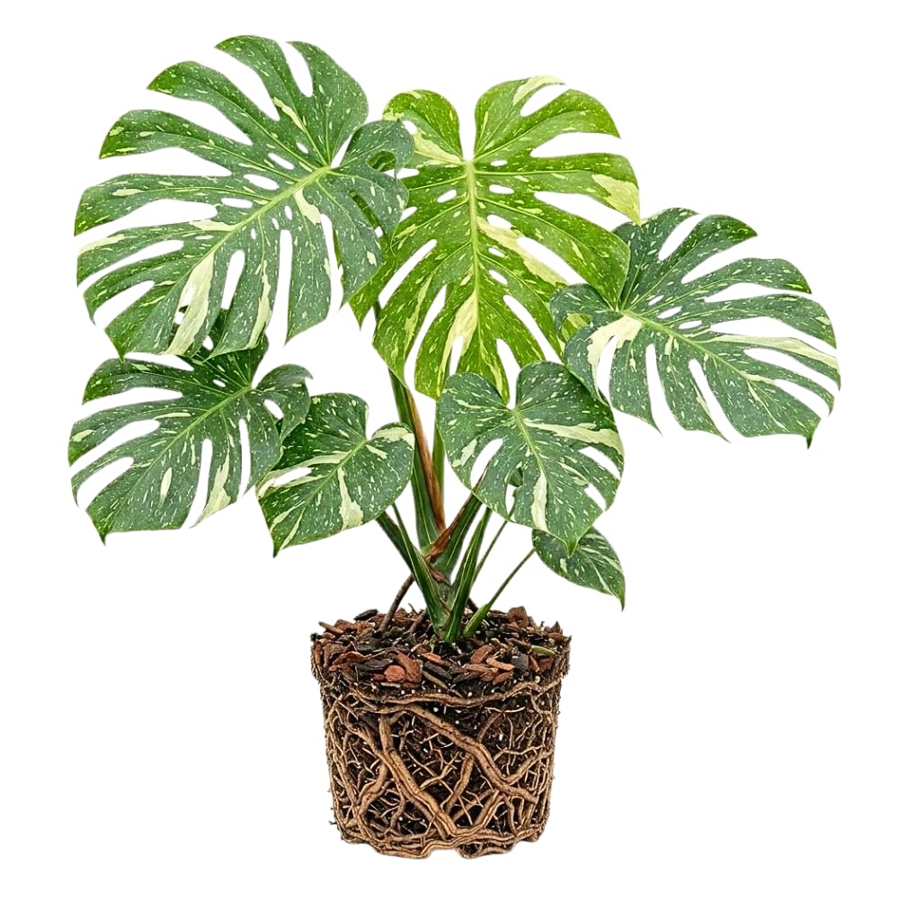2 Monstera Plants Live, Thai Constellation Monstera Plant, 4-6 Inch Tall