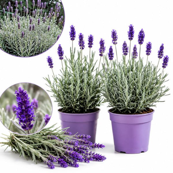 2 Creek Lavender Live Plants, Outdoor Garden Herb Plant, 4-6 Inch Tall