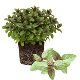 2 Chocolate Mint Plants Live, 4-5 Inch Tall