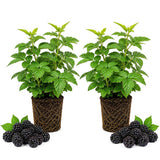 2 Arapaho Thornless Blackberries Plant Live, Sweet Fruit, 4-7 Inch Tall