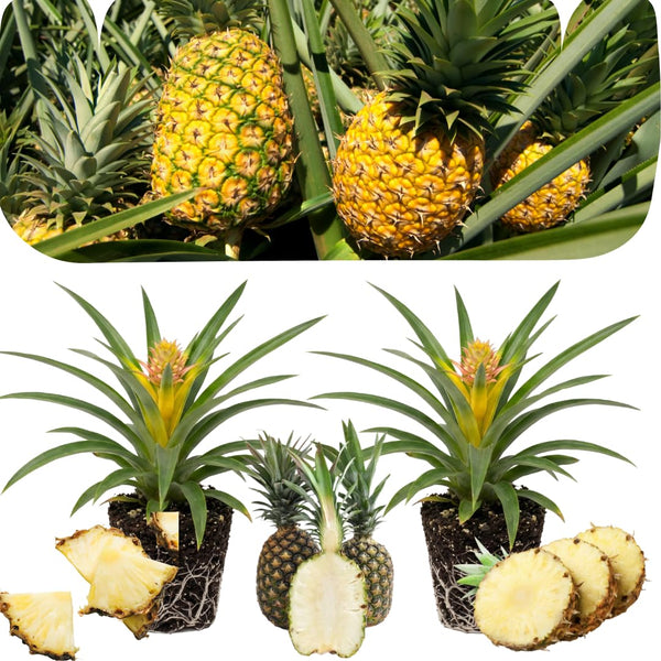 2 White Jade Pineapple Live Plants, Garden Plant, 4-7 Inch Tall