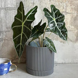2 Alocasia Live Plant, Black Green Alocasia Plants Live, 1-2 Ft Tall