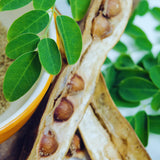 100 + Moringa Seeds, Starter Plant