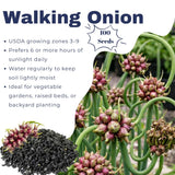 100 Heirloom Egyptian Walking Onion Seeds, Home Garden Plant