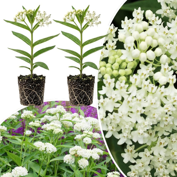 2 White Milkweed Plants Live, Hardy Garden Plant, 4-6 Inch Tall