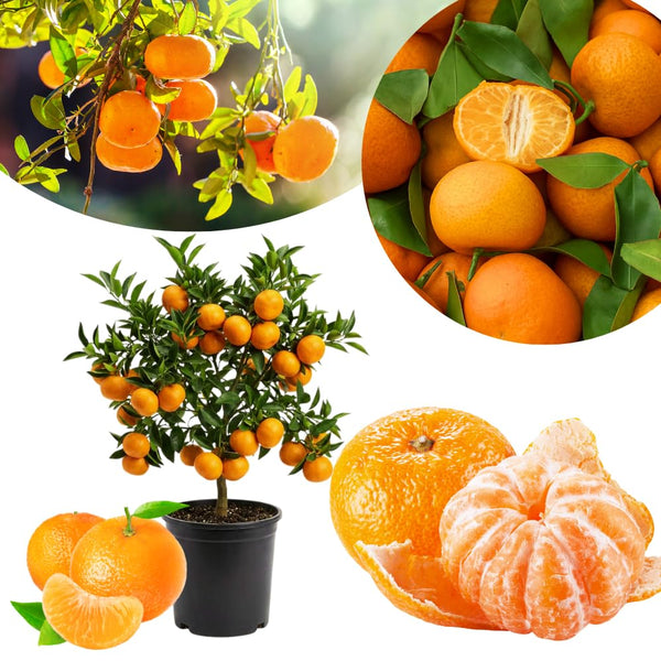 Sweet Tangerine Tree, Mandarin Citrus Fruit Tree, 2-3 Ft Tall, 1 Gal Pot