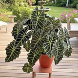 2 Alocasia Live Plant, Black Green Alocasia Plants Live, 1-2 Ft Tall