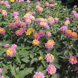 Set 2 Pink to Yellow Lantana Live Plant 4-6 Inches Tall