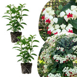 2 White Live Bleeding Heart Plants, Clerodendrum Plant, 4-6 Inch Tall
